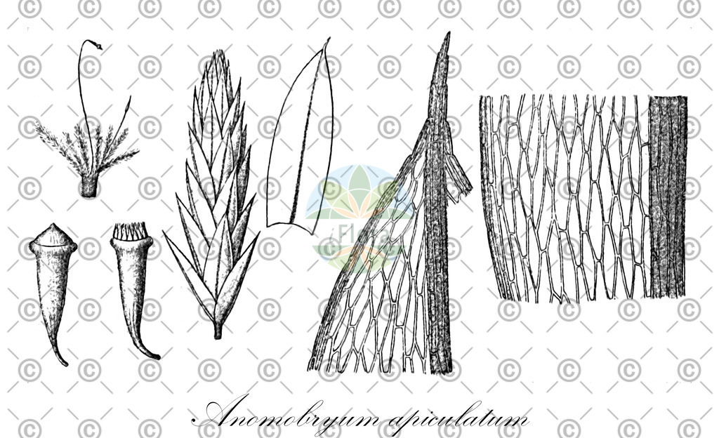 HistAbb_wfo-1000018691_1_ENZY_Simple | Historische Abbildung von Anomobryum apiculatum - Bryaceae | Historical Illustration of Anomobryum apiculatum - Bryaceae