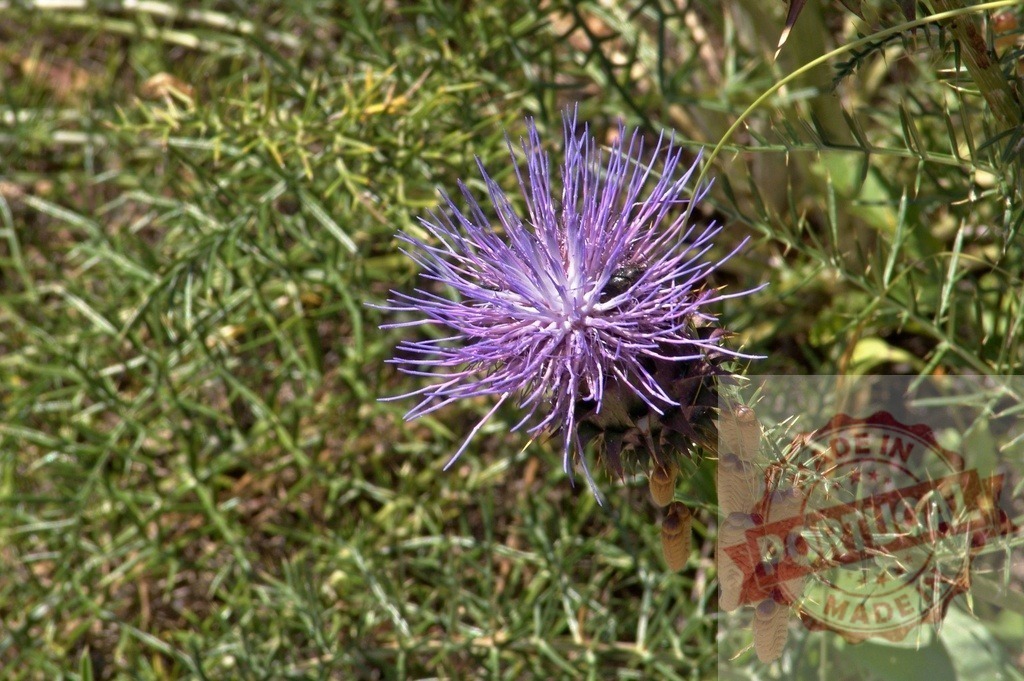 Purple flower blooming in the meadow during summer | Purple flower with spiky petals blooming in the meadow during a sunny summer day - Realisiert mit Pictrs.com