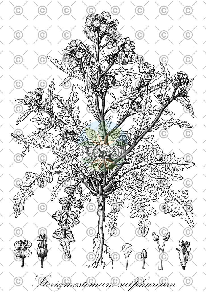 HistAbb_wfo-0000316759_1_ENZY_Simple | Historische Abbildung von Sterigmostemum sulphureum - Brassicaceae | Historical Illustration of Sterigmostemum sulphureum - Brassicaceae