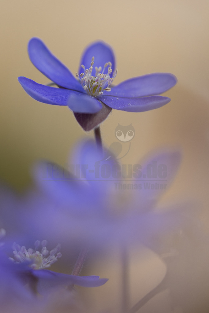 20220312111838 | Das Leberblümchen (Hepatica nobilis) ist ein typischer Frühlingbote. Im März, wenn Brauntöne noch das Bild des Waldes beherrschen, sind die zarten blauvioletten Blüten am Waldboden das erste Zeichen des einsetzenden Frühlings. Die hübschen Pflanzen nutzen die Zeit, bevor die Blätter der Bäume austreiben und ihnen das Licht rauben. Die Lebensdauer der Blüten beträgt etwa acht Tage. Mitte April ist ihre Blütezeit bereits abgeschlossen. - Realisiert mit Pictrs.com