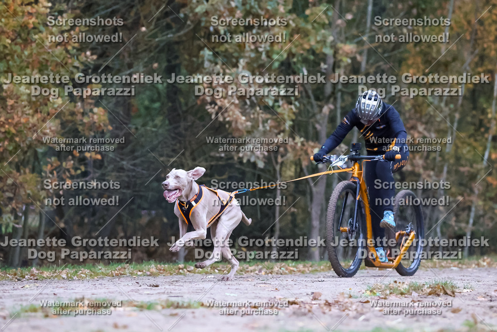 Dog Paparazzi - SD CaniX Championship 2025-27 | Dog Paparazzi Jeanette Grottendiek Fotografie & Videografie - Realisiert mit Pictrs.com