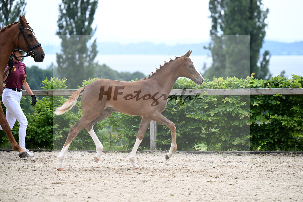 Kat-Nr. 3 Bastiano x Danone I_SF_Moser u Schuhmann_14250080 | hf-fotografie - Realizzato con Pictrs.com