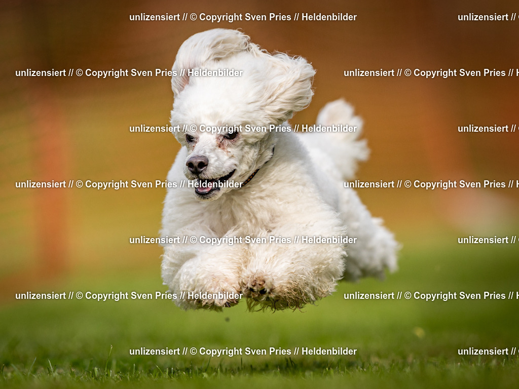 Sven Pries | 2024-09-22 - Hunderennen Baden-BadenPudelverein - Realisiert mit Pictrs.com