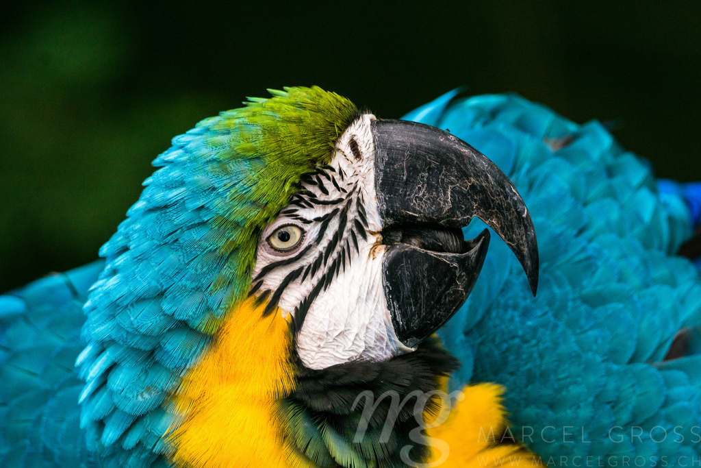 Ara ararauna | is the latin name for this blue-and-gold macaw - Realisiert mit Pictrs.com