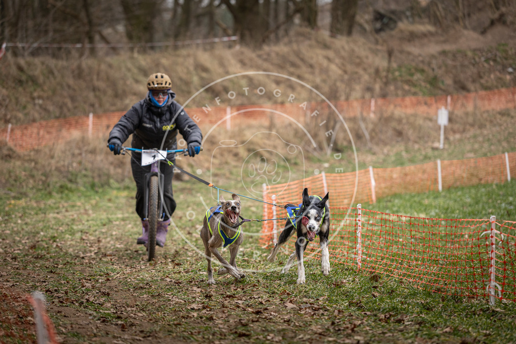 Pfotenfotografie_DV3A6641 | Hundefotografie, Tierfotograf, Pfotenfotografie, Fotoshooting Hund, Hunde Portrait, Hundesport, Hundeportraits, Heideshooting, Hunde, Sportfotograf, Hundefotograf, Turnierhundsport, THS,  - Realisiert mit Pictrs.com
