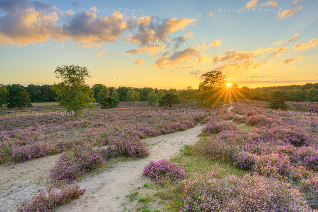 In der Westruper Heide bei Sonnenuntergang | Die Westruper Heide, ein Naturschutzgebiet bei Haltern am See in Nordrhein-Westfalen, ist bekannt für ihre malerische Heidelandschaft und bietet besonders bei Sonnenuntergang ein atemberaubendes Schauspiel. Mit der untergehenden Sonne, die den Himmel und die Landschaft in warme Farbtöne taucht, wird die Heide zu einem Ort der Ruhe und Schönheit. Besucher können auf den ausgewiesenen Wegen wandern und die einzigartige Flora und Fauna bewundern, während die letzten Sonnenstrahlen den Tag verabschieden. - Realisiert mit Pictrs.com