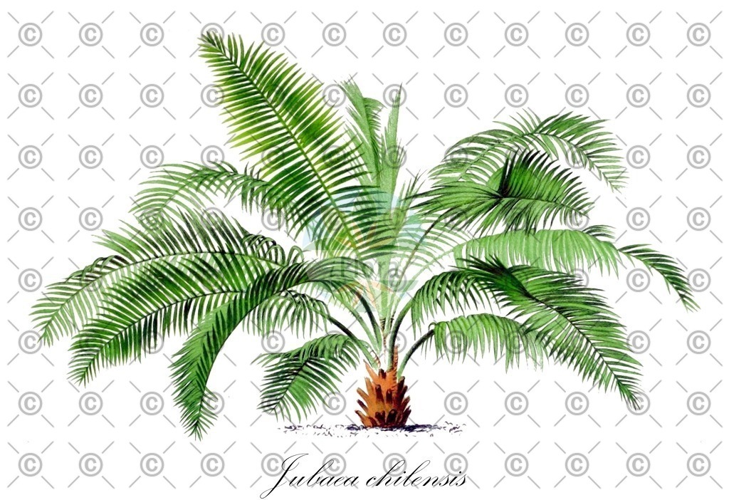 HistAbb_wfo-0001200413_1_ENZY_Simple | Historische Abbildung von Jubaea chilensis - Arecaceae (Honigpalme) | Historical Illustration of Jubaea chilensis - Arecaceae