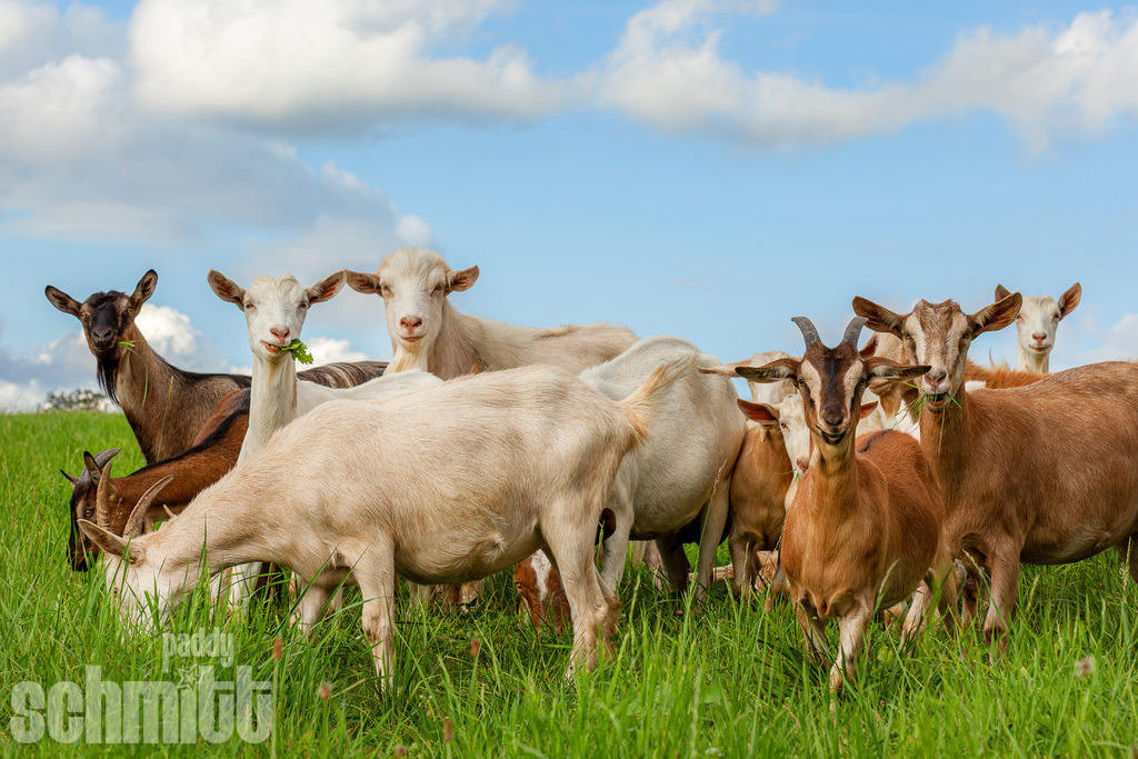 PS-Tiere-2026-10 | Entdecke die größte Bildgalerie der Region mit Fotografien aus dem Allgäu, der Bodenseeregion, Oberschwaben, dem Donautal und der Schwäbischen Alb. Landschaften, Luftaufnahmen und Reisefotografie als Wandbild und Fotokunst. - Realisiert mit Pictrs.com