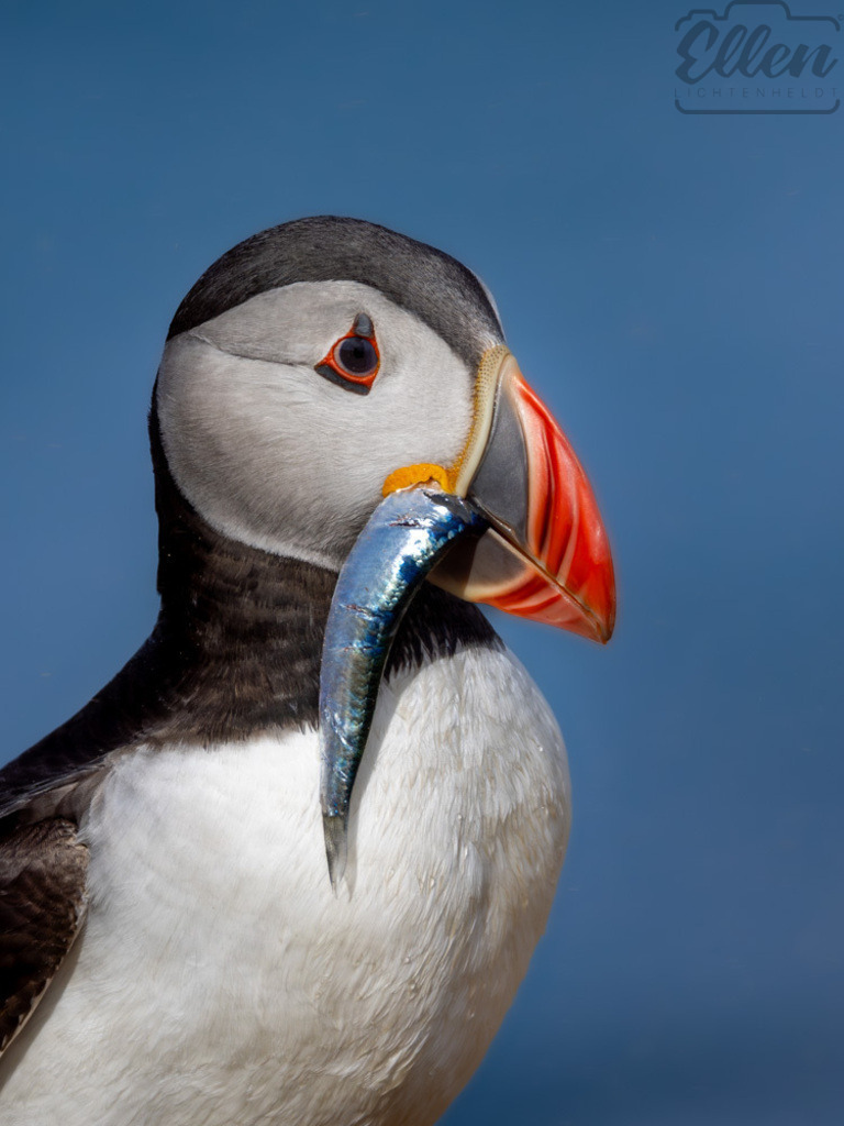The One That Remained | A rare and intimate moment: a puffin holding a single fish — all that remained after a gull attempted to steal its catch. A quiet portrait of resilience, strength, and the delicate balance of life along the rugged coastline. - Realisiert mit Pictrs.com