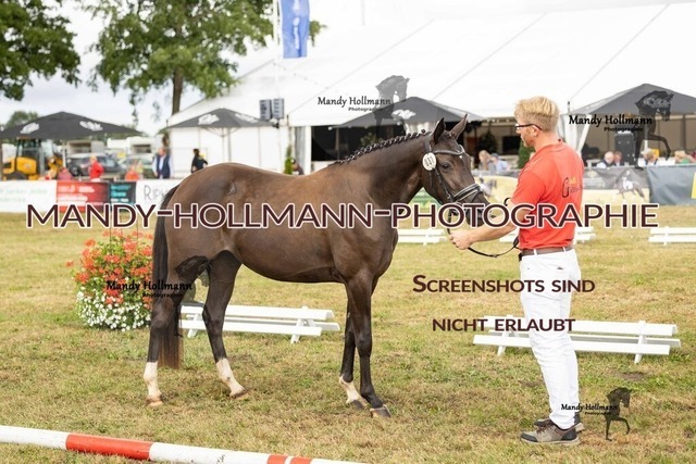 26-8-22 DR III-28 | mandyhollmannphotographie