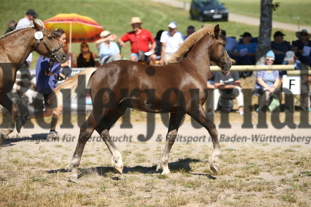 Fohlenschau_St.Märgen_2022_KN_31 (6) | Alle Fotos der Reiterjournal Fotografin Doris Matthaes im Reiterjournal Online-Fotoshop. - Realisiert mit Pictrs.com