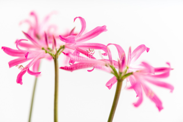 blume 6000x4000 Kopie | andreasojkafotografie - Realisiert mit Pictrs.com