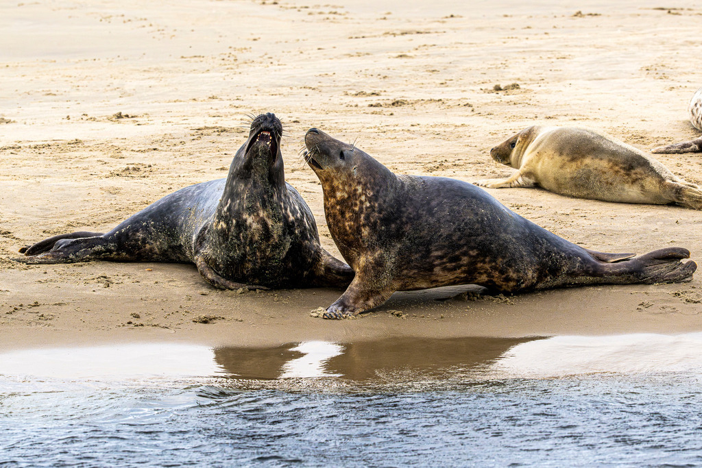 Kommunikation unter Kegelrobben auf Texel: Dynamische Szene an der Sandbank im Wattenmeer | Zwei ausgewachsene Kegelrobben richten sich am feinsandigen Spülsaum einer Sandbank vor der Insel Texel auf und kommunizieren lautstark miteinander. Weitere Robben und ein Jungtier liegen ruhend auf dem Sandstrand im Nationalpark Wattenmeer. Das ausdrucksstarke Naturmotiv dokumentiert das dynamische Sozial- und Revierverhalten der Meeressäuger. Ideal geeignet für redaktionelle Berichte über Wildtierverhalten, Artenschutz, Fauna der Nordsee sowie Umwelt- und Naturdokumentationen. - Realisiert mit Pictrs.com