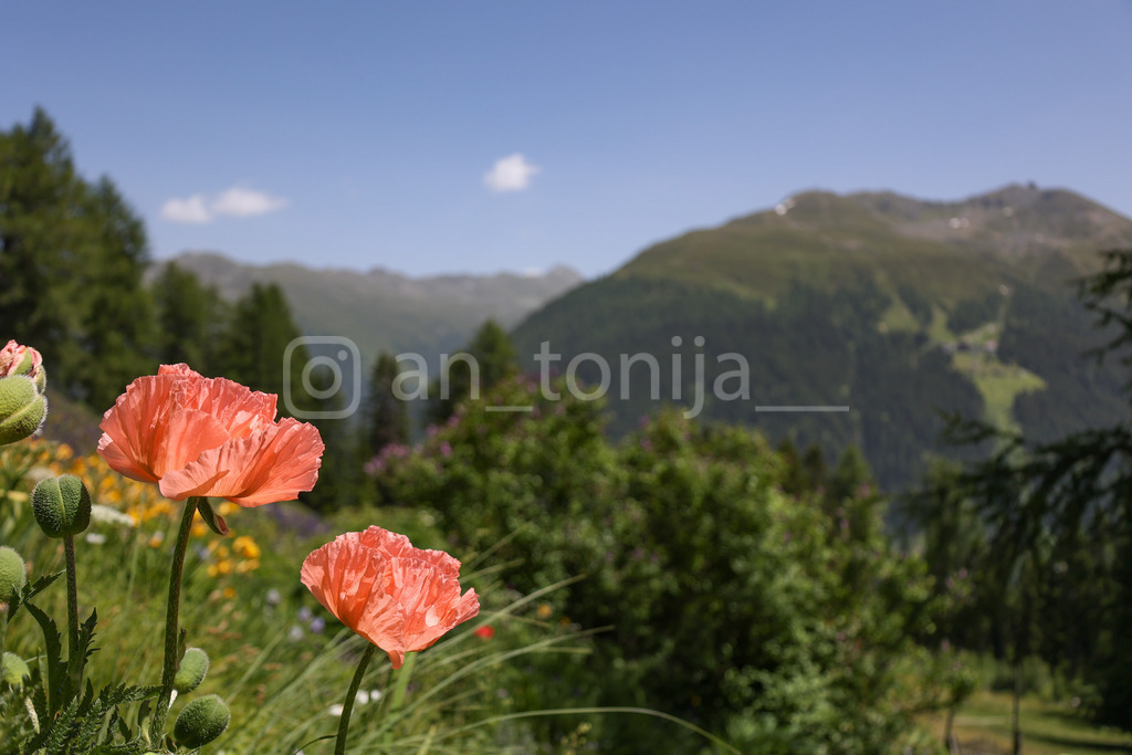 A.Trupina-87 | antonija-trupina - Realisiert mit Pictrs.com