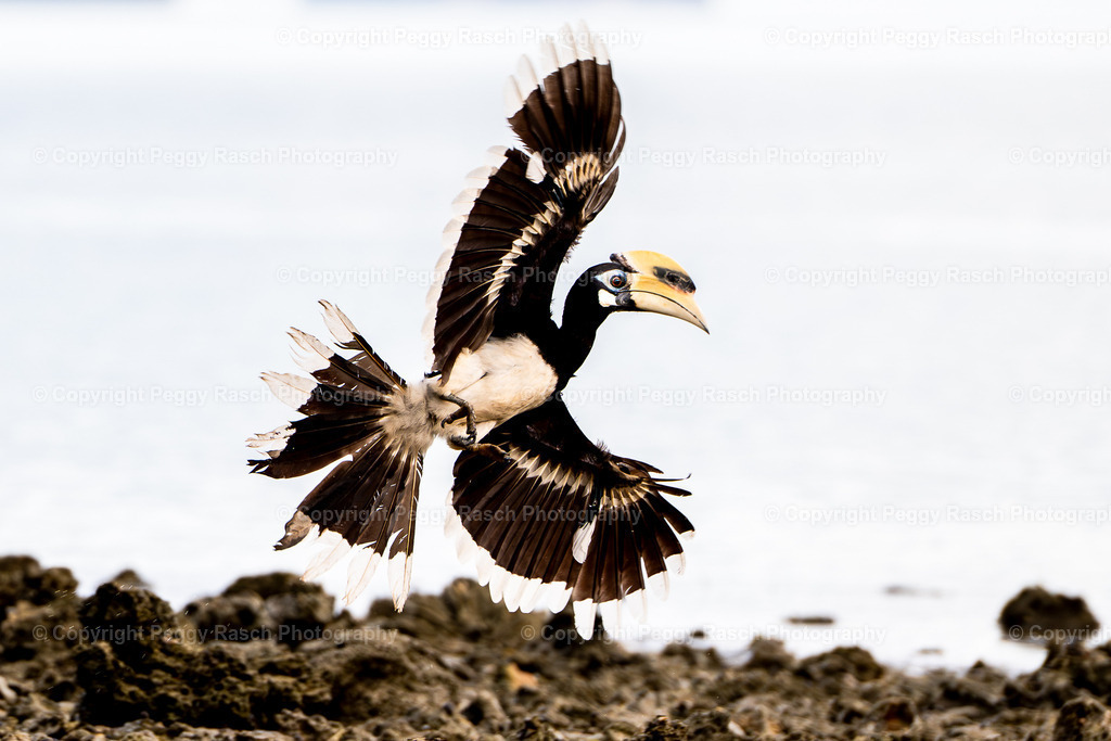 Thailand_Hornbills_2025 (7) | PeggyRaschPhotography - Realisiert mit Pictrs.com