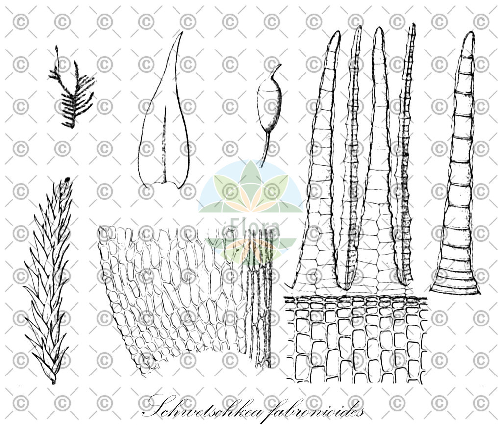 HistAbb_wfo-0001175347_1_ENZY_Simple | Historische Abbildung von Schwetschkea fabronioides - Leskeaceae | Historical Illustration of Schwetschkea fabronioides - Leskeaceae