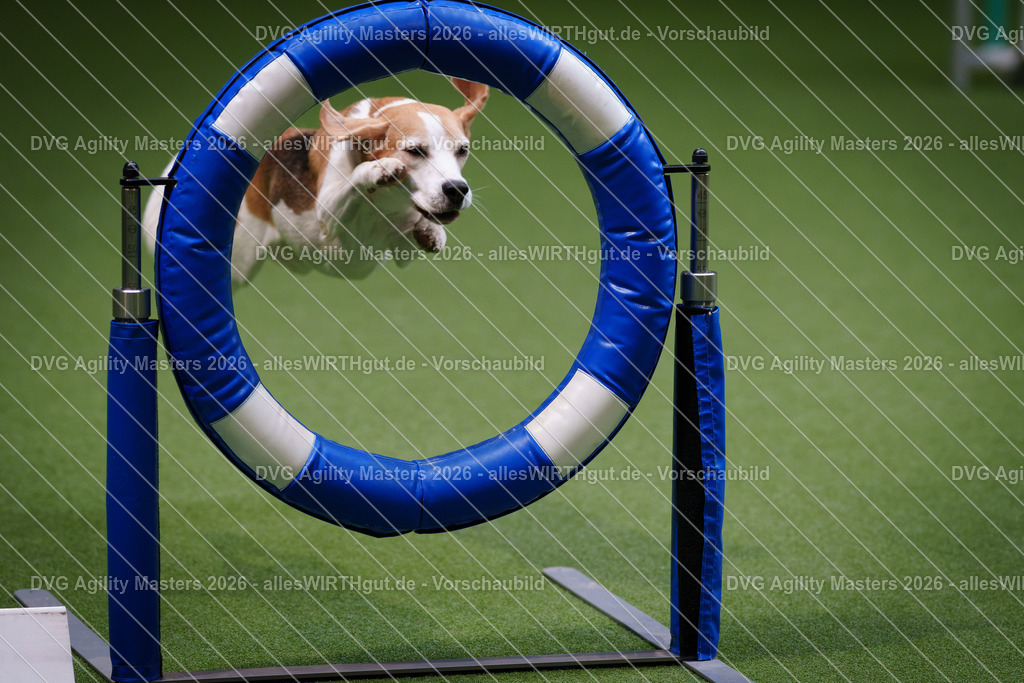allesWIRTHgut_Tierfotografie-DVG_Agility_Masters_2026-09_19-7R509105 | Professionelle Tierfotografie in Mönchengladbach von Daniel Wirth (allesWIRTHgut). Liebevolle & natürliche Bilder von Hunden & Katzen für unvergessliche Erinnerungen.