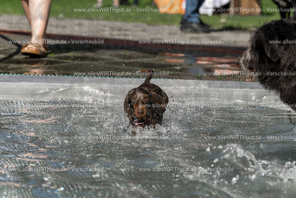 Hundeschwimmen_Volksbad_2026-allesWIRTHgut_Tierfotografie-2609061341-FAY06821 | Professionelle Tierfotografie in Mönchengladbach von Daniel Wirth (allesWIRTHgut). Liebevolle & natürliche Bilder von Hunden & Katzen für unvergessliche Erinnerungen.