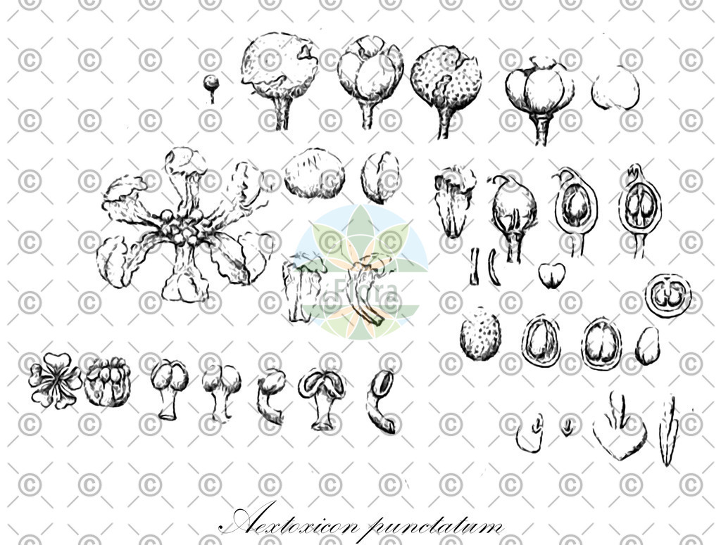 HistAbb_wfo-0000884265_1_ENZY_Simple | Historische Abbildung von Aextoxicon punctatum - Aextoxicaceae | Historical Illustration of Aextoxicon punctatum - Aextoxicaceae