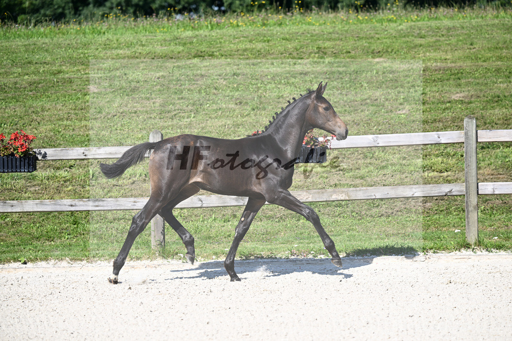 Kat-Nr. 1 Feliciano x Contender_SF_Berger_24250021 | hf-fotografie - Realizzato con Pictrs.com