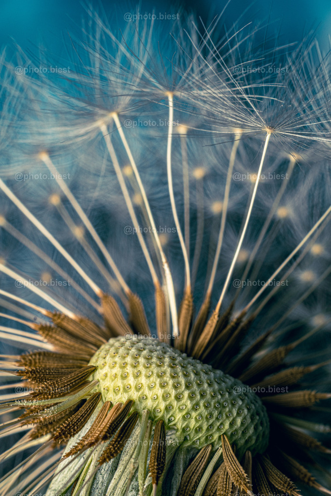 Eleganz der Pusteblume | Ein Makro einer Pusteblume. - Realisiert mit Pictrs.com