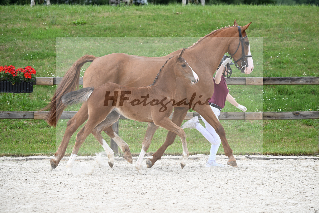 Kat-Nr. 15 Baggio x Coupe de Coeur_SF_Schober_15250495 | hf-fotografie - Realizzato con Pictrs.com