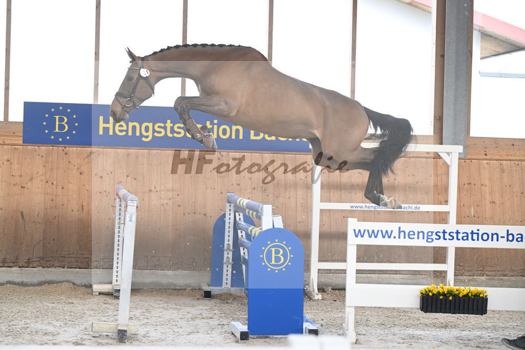 Kat-Nr. 29 Sweet Caroline v. Denzel v h Meulenhof_Pobitzer_14260693 | hf-fotografie - Realizzato con Pictrs.com
