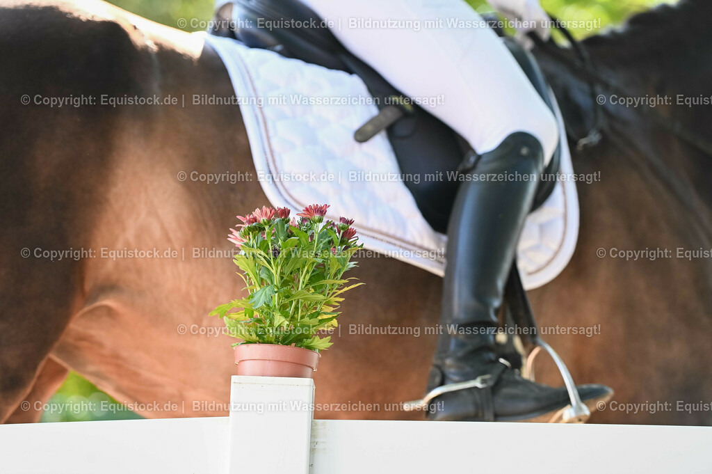 20230715_06_Dressurpferdeprfg. Kl.A_0228 | equistock