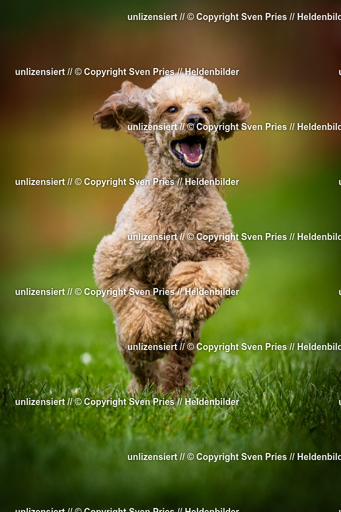 Sven Pries | 2025-04-13 - Hunderennen Baden-Baden - Realisiert mit Pictrs.com