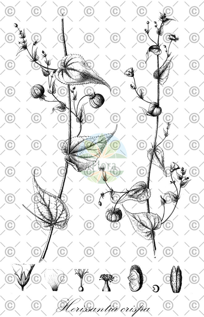 HistAbb_wfo-0000720317_1_SIMPLE | Historische Abbildung von Herissantia crispa - Malvaceae | Historical Illustration of Herissantia crispa - Malvaceae