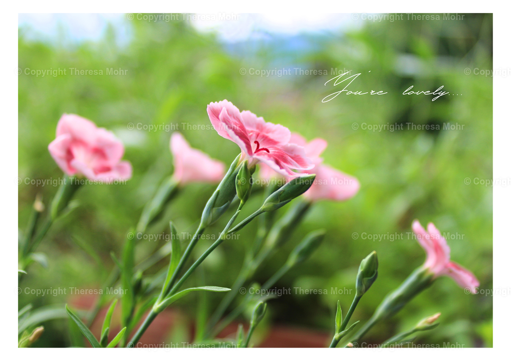 Nelken rosa - "You´re lovely" | Naturpuls - Realisiert mit Pictrs.com