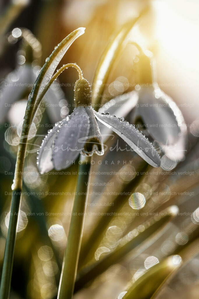 Wandbild Schneeglöckchen | #Schneeglöckchen sind kleine weiße #Blumen, die im späten #Winter oder frühen #Frühling blühen. Sie sind bekannt für ihr zartes Aussehen und gelten oft als Symbol für Hoffnung und #Erneuerung. #Schneeglöckchen sind in #Gärten und #Wäldern in ganz #Europa verbreitet. - Realisiert mit Pictrs.com
