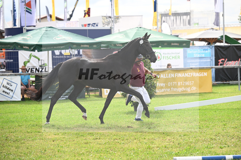 Kat-Nr. 23 Basics Zaubermaus H.S. v. Millennium_Sommer_30250527 | hf-fotografie - Realisiert mit Pictrs.com