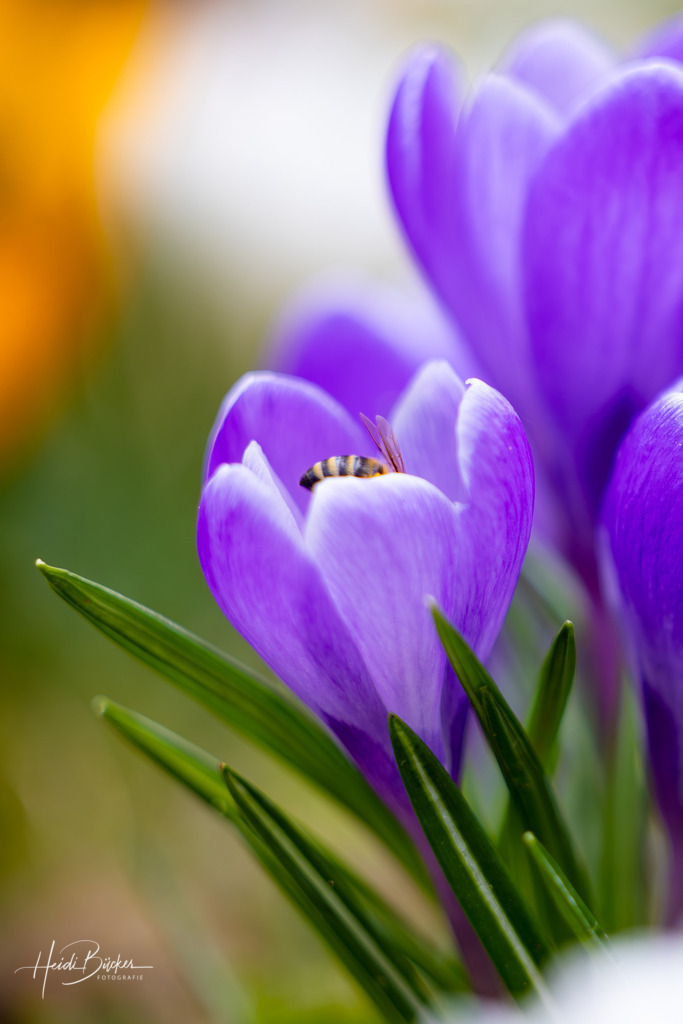 Biene auf einer Krokusblüte | Biene auf einer Krokusblüte - Realisiert mit Pictrs.com