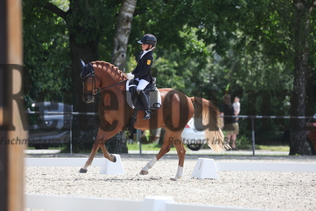 Rot am See_2024_Prfg.Nr.21_Qual.BCH_und_LCH_5-jähr.Ponys_Mary-Ann Hollenbach_Dein Traum (5) | Alle Fotos der Reiterjournal Fotografin Doris Matthaes im Reiterjournal Online-Fotoshop. - Realisiert mit Pictrs.com