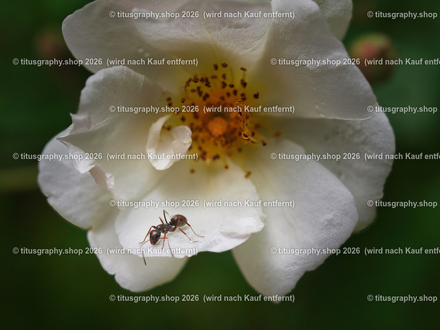 P6080218-titusgraphy-vz-2 | Fotokunstarbeit aus der INSTAGRAM-Gallerie auf titusgraphy.eu - Realisiert mit Pictrs.com