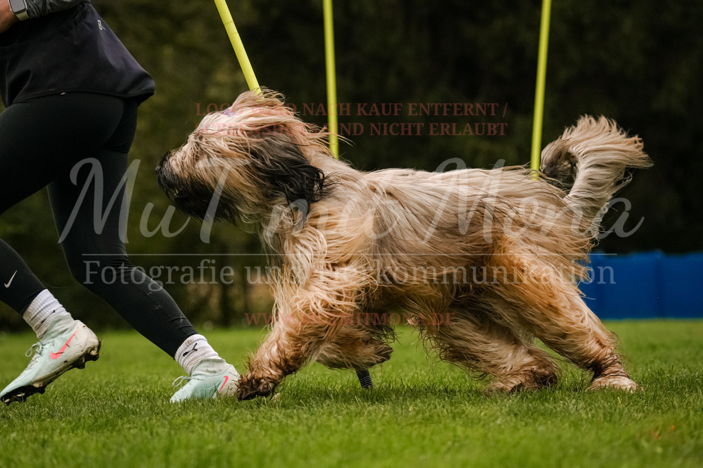 20251005_THS_Turnier-493 | MuT (Mensch und Tier) mit Mona - Fotografie und Tierkommunikation - Realisiert mit Pictrs.com