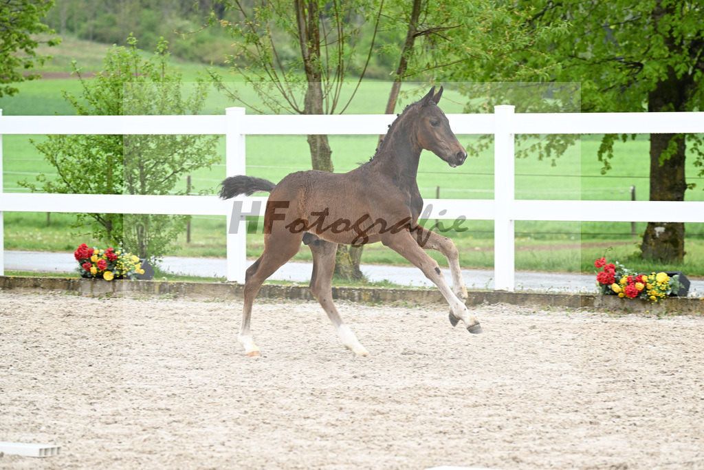 Kat-Nr. 42 HF Extreme U.S. x Jazzman_KFL Sporthorses_23261468 | hf-fotografie - Realisiert mit Pictrs.com