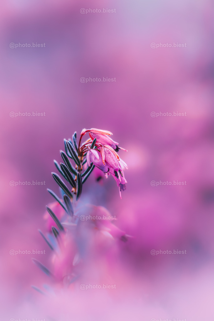 Pinke Heide | Heidekraut im botanischen Garten. - Realisiert mit Pictrs.com