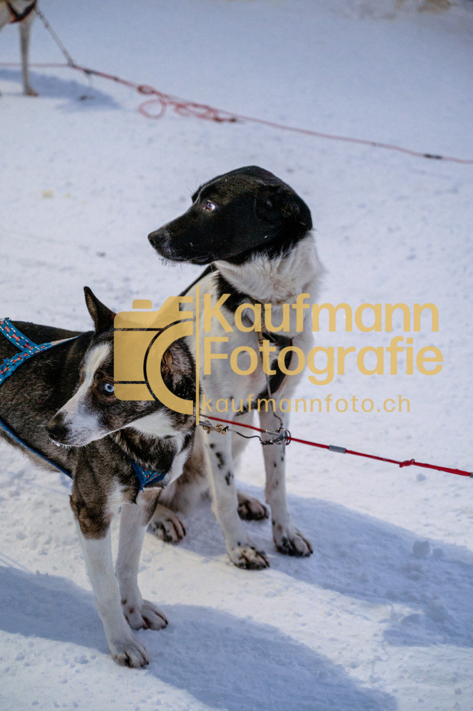 2112_Kiruna_Schlittenhunde-8767 | kaufmannfoto - Realisiert mit Pictrs.com