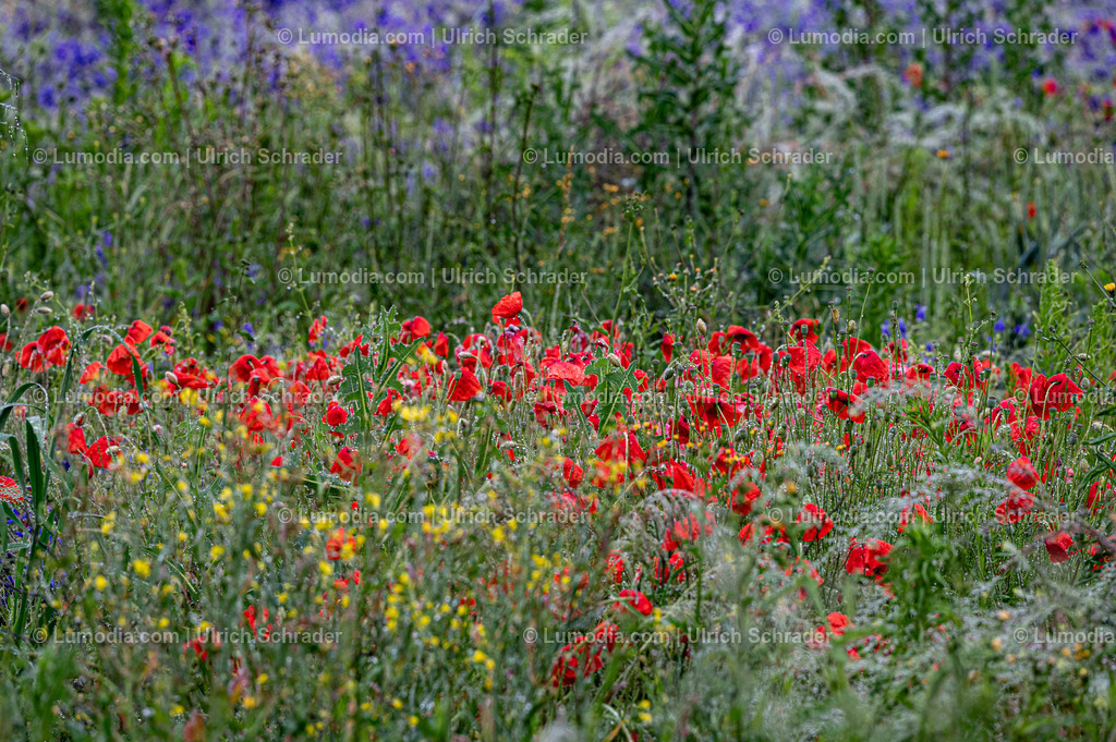 10049-13380 - Blühwiese | Stockfoto und Bilderpool mit Bildmaterial aus Deutschland, dem Harz, Halberstadt, Quedlinburg, Wernigerode und weltweit. Qualitativ hochwertige und professionelle Fotos anschauen und kaufen. - Realisiert mit Pictrs.com