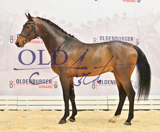 26 DE418180249220 HM Ogano - Cornet_s Prinz - Armitage_b | <meta name="description" content="★Offizieller Merchandise und Foto-/Videostore des Oldenburger Verbandes.★ ✅Jetzt auch digital Ausdrucke erhältlich." />
<meta name="keywords" content="Merchandise Foto-/Videostore Oldenburger Verband Photographie 