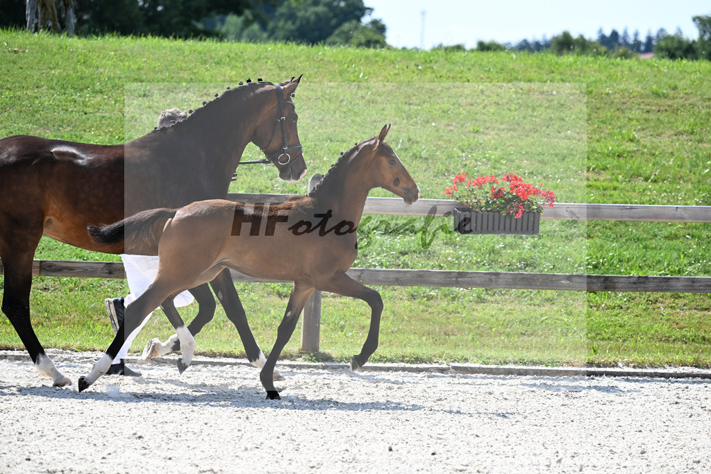 Kat-Nr. 36 Escaneno x Zoom_SF_Hofbauer_15251080 | hf-fotografie - Realisiert mit Pictrs.com