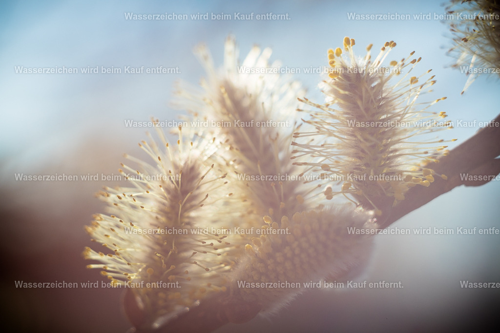 Kinderwunsch, Familienzeit | Die Botschaft zum Bild lautet: In dir schlummert der Wunsch nach einer glücklichen Familie. Dieses hier ist der Segen, ist der Anfang. Am Jahresanfang erscheinen wir. Wir geben Nahrung und auch das soll die Nahrung sein für deinen Kinderwunsch, deine Familienzeit und als Segen gelten, jeden Tag.