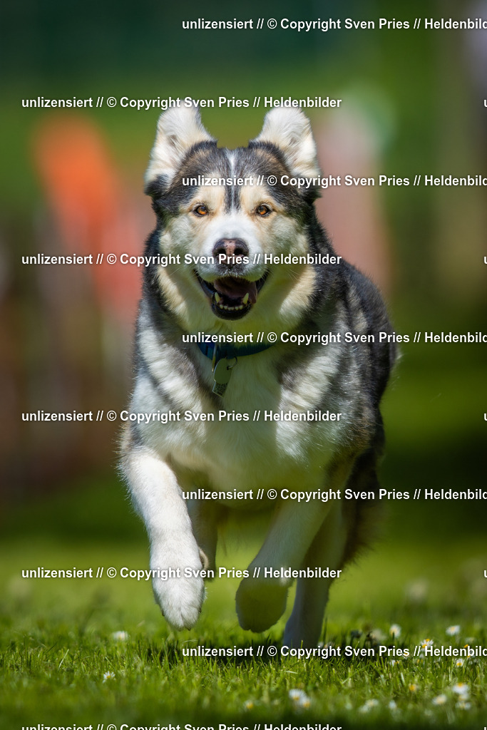 Hunderennen_April_2026_310 | 2026-04-26 - Hunderennen Baden-Oos April 2026 - Realisiert mit Pictrs.com