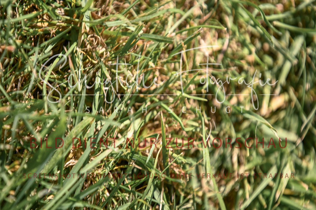 Schugtsche-Düren.2024.03-Springpferde.L-23 | Schugtsche Fotografie - Realisiert mit Pictrs.com