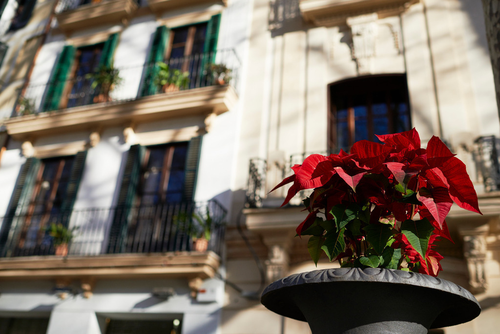Weihnachtsstern vor Wohnhaus | Palma de Mallorca, Spanien - December 27, 2013: Weihnachtsstern vor Wohnhaus. - Realisiert mit Pictrs.com