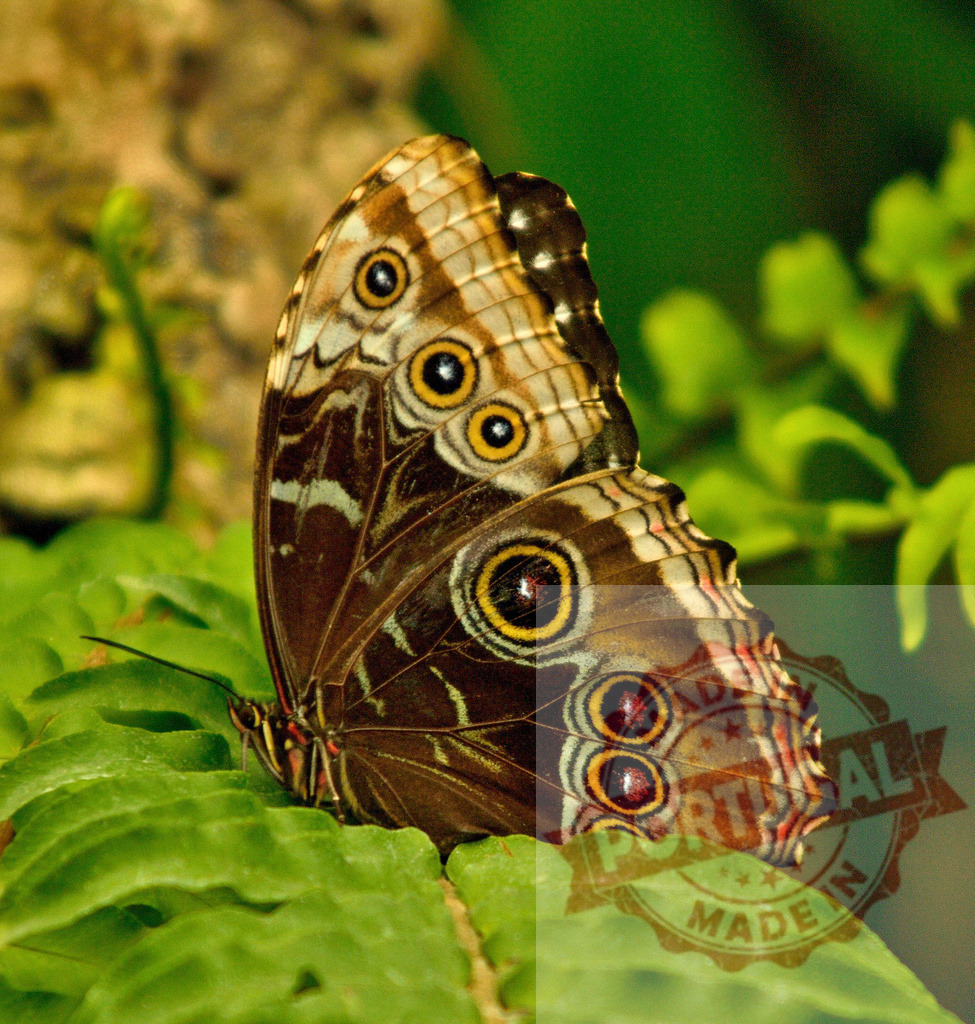 Beautiful morpho peleides butterfly resting on green leaf | Close-up of a stunning morpho peleides butterfly with iridescent blue wings, perched on a vibrant green leaf in a tropical rainforest - Realized with Pictrs.com