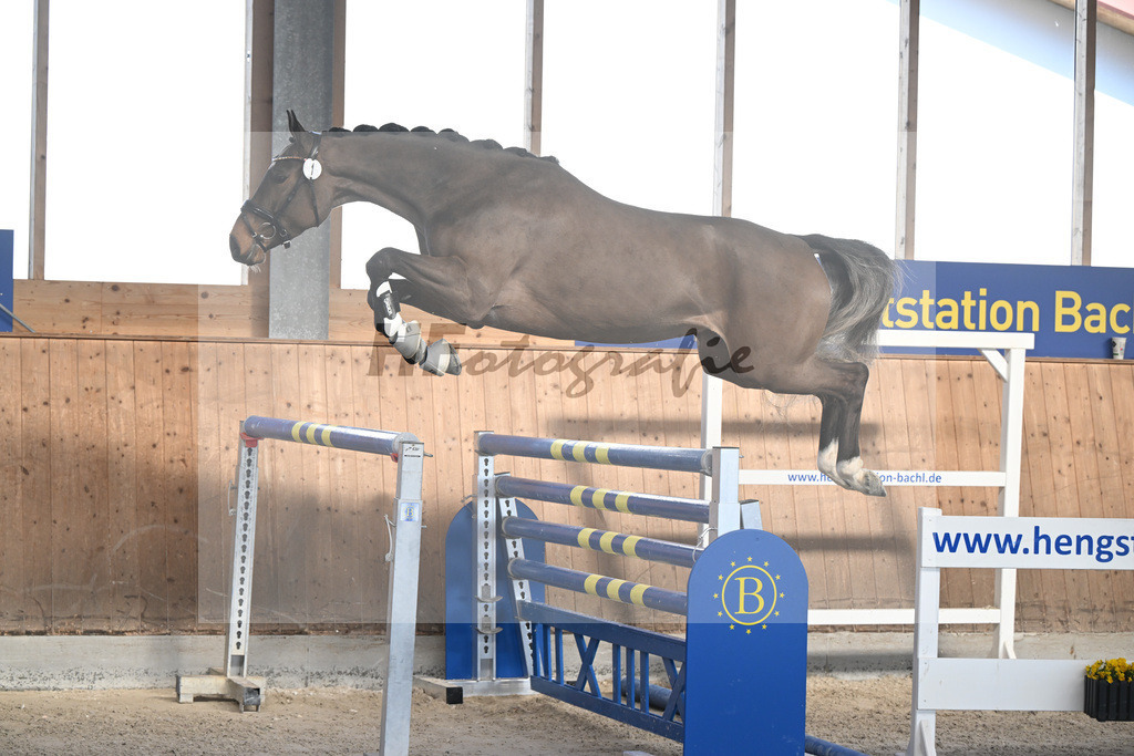Kat-Nr. 1 Cellestina v Cellestial_Steidl_14262016 | hf-fotografie - Realisiert mit Pictrs.com