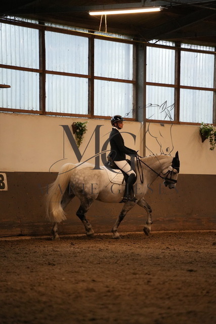DSC05364 | Pferdefotografie in Köln und Umgebung – emotionale Pferdeshootings, Turnierfotografie und besondere Momente zwischen Pferd und Mensch. - Realisiert mit Pictrs.com